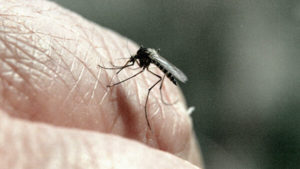 Уничтожение и обработка от комаров на участке в Москве